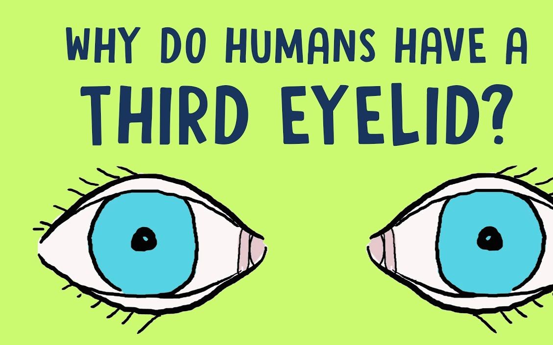 【TED科普】人类的第三只眼皮是如何退化的？